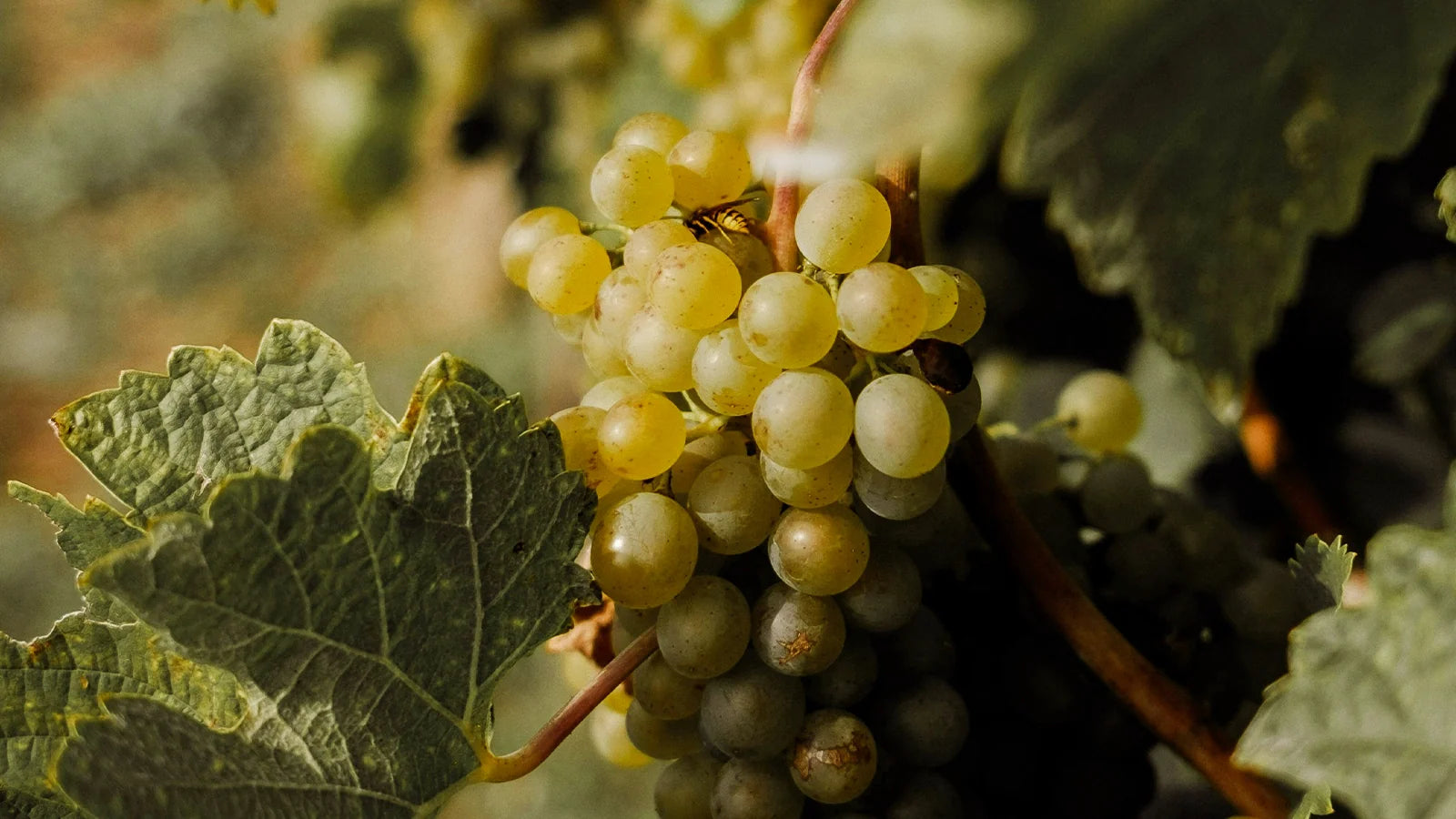 Which grapes are used for wine?